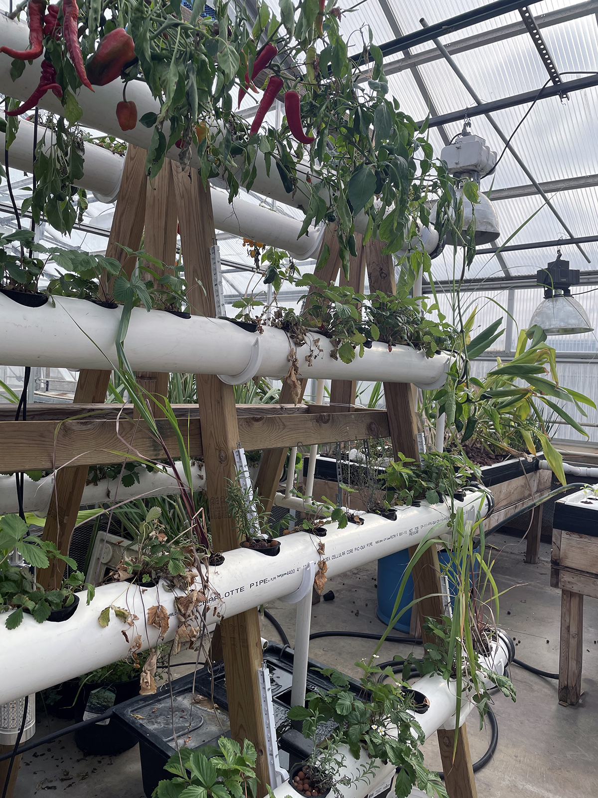 Hydroponic Training