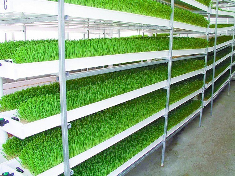 Commercial Hydroponics